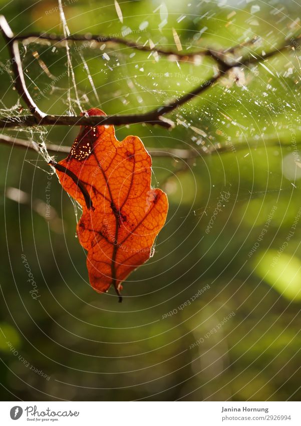Halbverwittertes Blatt im Herbstwald Natur Pflanze Tier Wald Spinngewebe Spinnennetz Zeichen Zahn der Zeit Vergänglichkeit Ende Tod Trauer Lebensabend