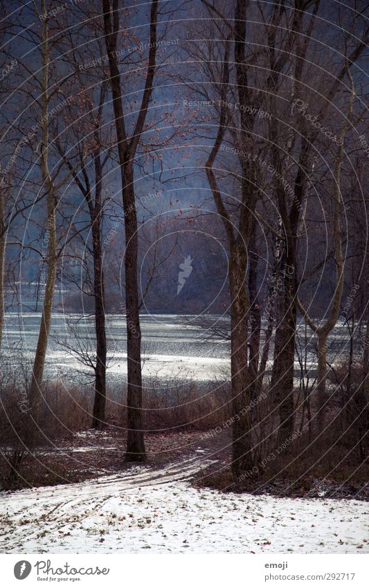 Kontrast Umwelt Natur Landschaft Winter Baum Wald dunkel kalt Farbfoto Außenaufnahme Menschenleer Tag Schatten