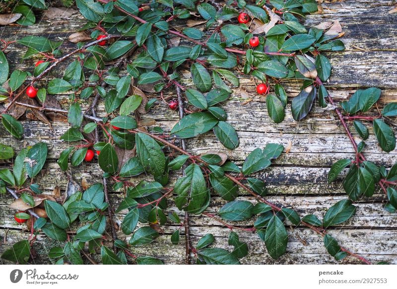immer grün (3) Natur Pflanze Sträucher Wald ästhetisch authentisch Erfolg grau rot Überleben Beeren Holz Baumstamm alt verwittert dunkelgrün zwergmispel