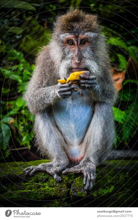 Ein wilder Affe östlich einer Banane Essen Tourismus Frau Erwachsene Familie & Verwandtschaft Natur Tier Moos Wald Urwald Pelzmantel Stein sitzen niedlich