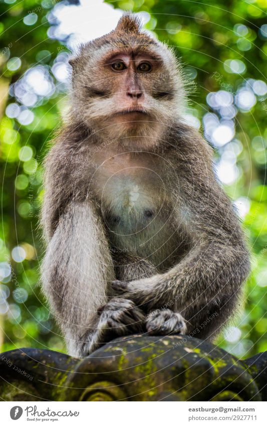 Ein wilder Affe sitzt auf einer Statue. Tourismus Frau Erwachsene Familie & Verwandtschaft Natur Tier Moos Wald Urwald Pelzmantel Stein sitzen niedlich