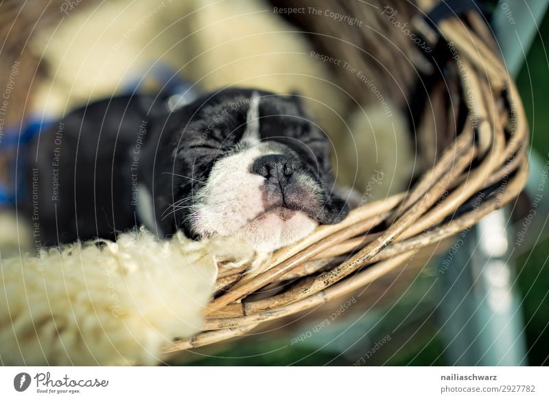 Boston-Terrier-Welpe Boston Terrier Frau klein jung niedlich süß Tierporträt Außenaufnahme Farbfoto träumen Glück Gesellschaft (Soziologie) friedlich Neugier