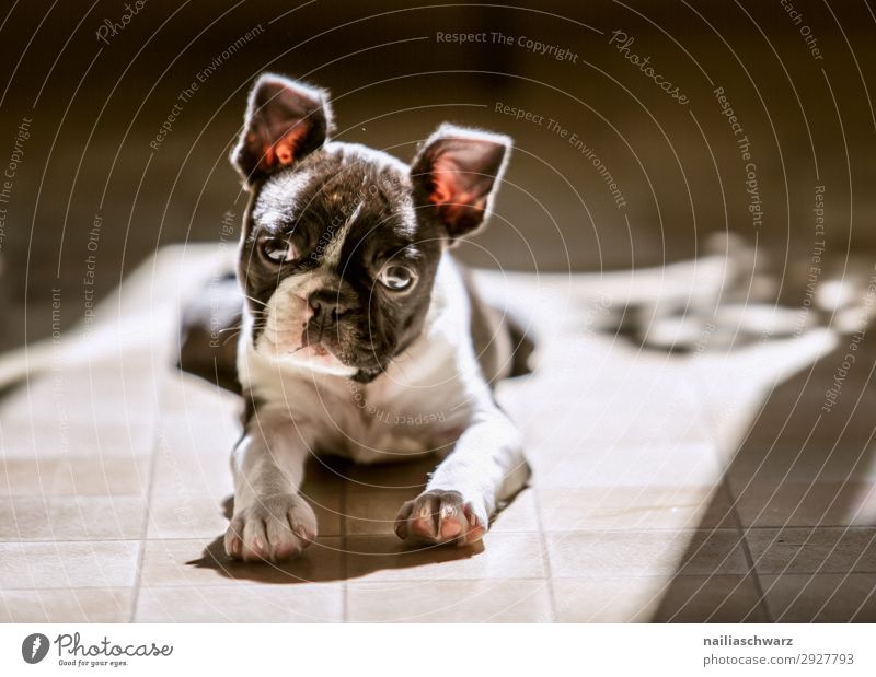 Boston Terrier Welpe Wohnung Tier Haustier Hund Tiergesicht französische Bulldogge 1 Tierjunges Erholung Blick Traurigkeit warten Fröhlichkeit klein natürlich