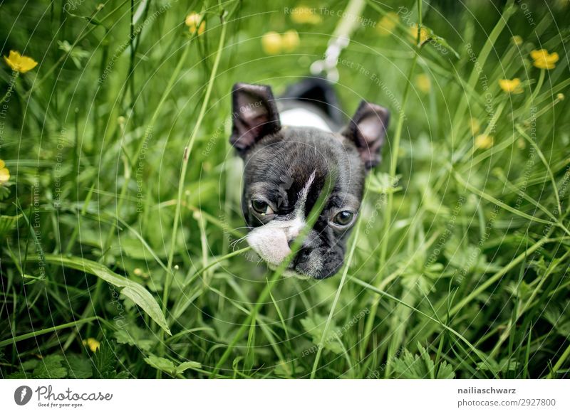 Boston Terrier Welpe macht Ausflug.. Umwelt Natur Pflanze Tier Frühling Sommer Schönes Wetter Blume Gras Grünpflanze Park Wiese Haustier Hund