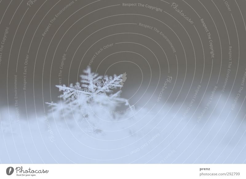 Eintagsflocke Umwelt Natur Wetter Schnee Schneefall blau grau Schneeflocke Schneekristall Eis Flocke Farbfoto Außenaufnahme Nahaufnahme Makroaufnahme