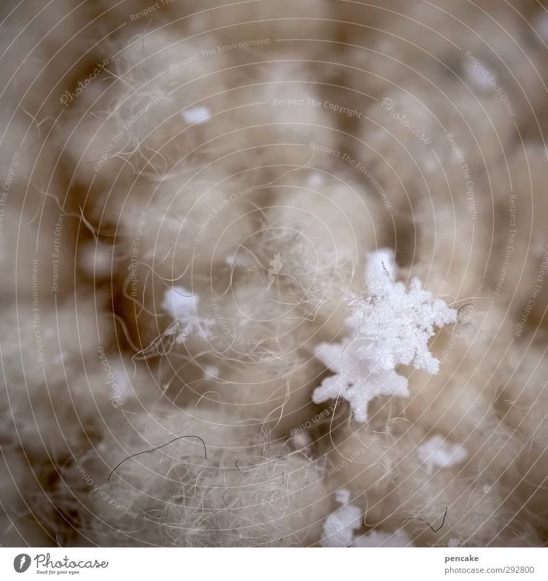 flockiges fell Natur Urelemente Winter Klima Wetter Eis Frost Schnee Schneefall Fell Kristalle Zeichen schön Schneeflocke Schneekristall Schaf weich filigran