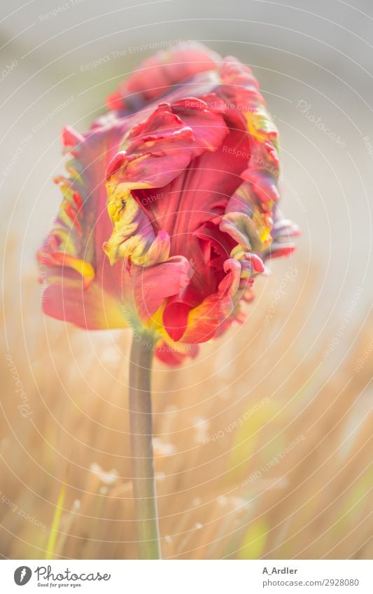 Papageien oder auch Regenbogen Tulpe Natur Landschaft Pflanze Frühling Sommer Schönes Wetter Blume Gras Blüte Garten Park Wiese außergewöhnlich exotisch frisch