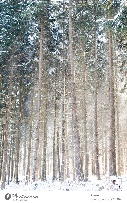 Nadelwald Umwelt Natur Landschaft Pflanze Winter Schönes Wetter Eis Frost Schnee Baum Fichte Fichtenwald Nadelbaum Wald Wachstum hell hoch kalt eng viele dünn