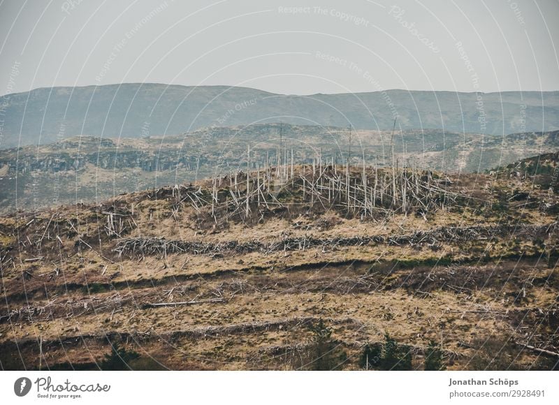 zerstörter Wald auf der Isle of Skye, Schottland Umwelt Natur Landschaft Urelemente Erde Klimawandel schlechtes Wetter Unwetter Wind Sturm bedrohlich Insel