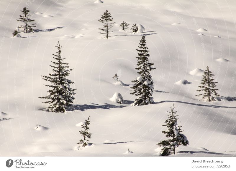 Glitzerwelt Ferien & Urlaub & Reisen Winter Schnee Winterurlaub Landschaft Pflanze Tier Schönes Wetter Eis Frost Baum Wald Alpen blau schwarz weiß Dolomiten