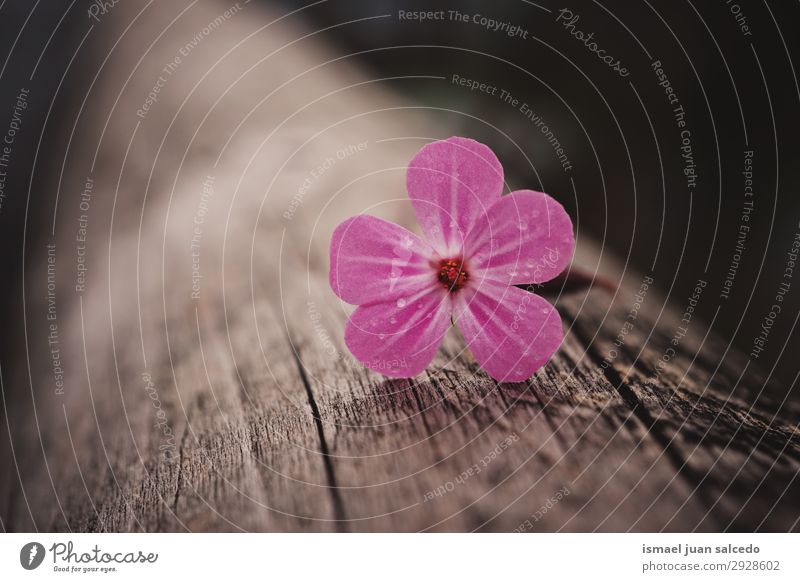 rosa Blütenpflanze im Frühjahr auf dem Stamm Blume Blütenblatt Pflanze Garten geblümt Natur Dekoration & Verzierung Romantik Beautyfotografie zerbrechlich