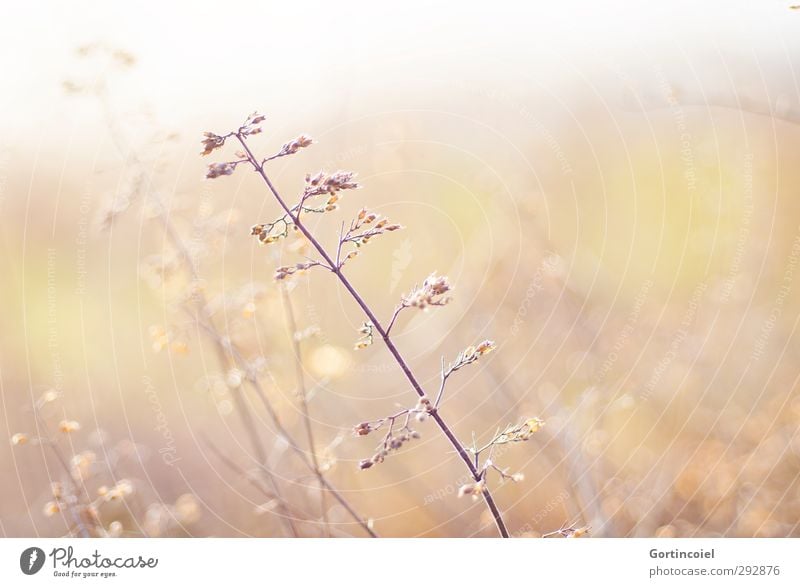 Herbes Natur Pflanze Sonnenlicht Wiese hell schön gelb gold Kräuterwiese Kräuter & Gewürze Sträucher Unkraut Farbfoto Außenaufnahme Textfreiraum links