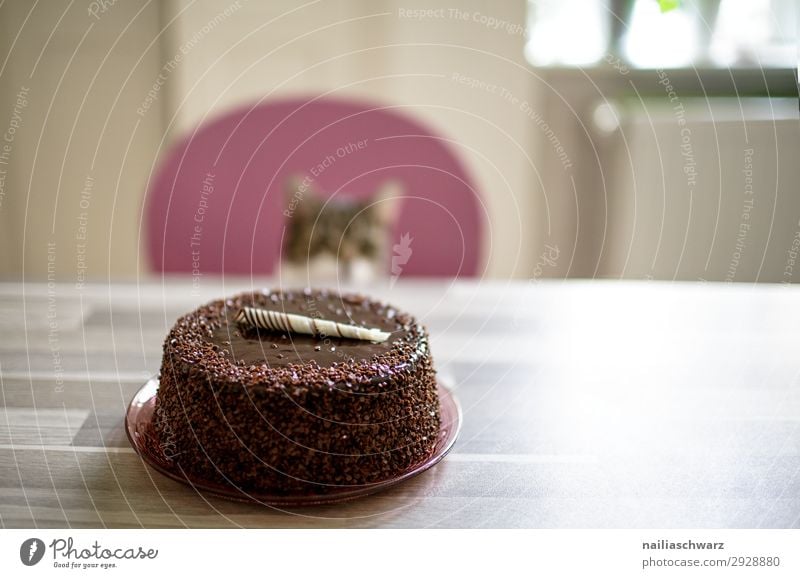 Kuchen & Katze Lebensmittel Dessert Süßwaren Torte Ernährung Freude Häusliches Leben Wohnung Geburtstag Tier Haustier 1 Feste & Feiern Blick warten lecker süß
