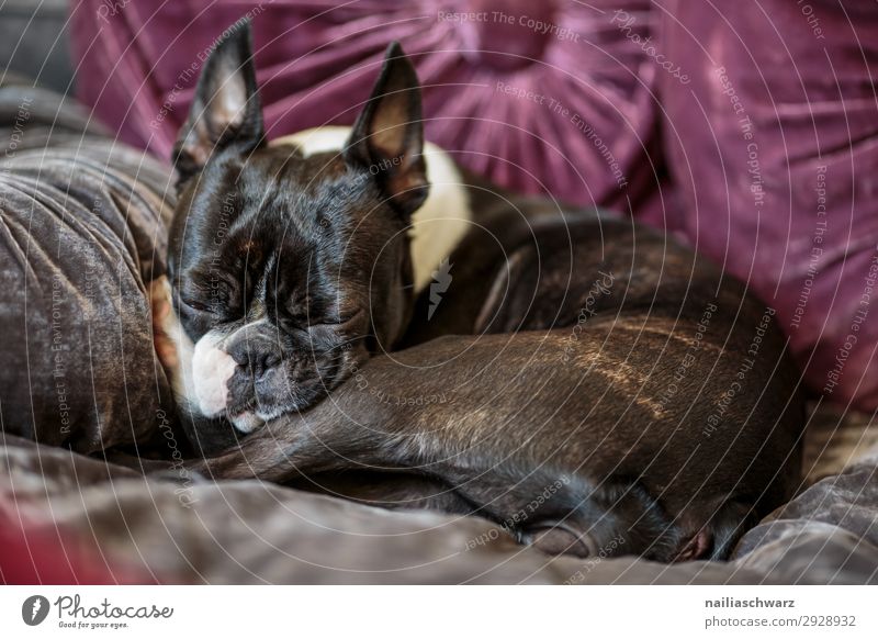 Pause Lifestyle Erholung ruhig Häusliches Leben Wohnung Wohnzimmer Schlafzimmer Tier Haustier Hund französische Bulldogge Boston Terrier 1 Sofa Kissen liegen
