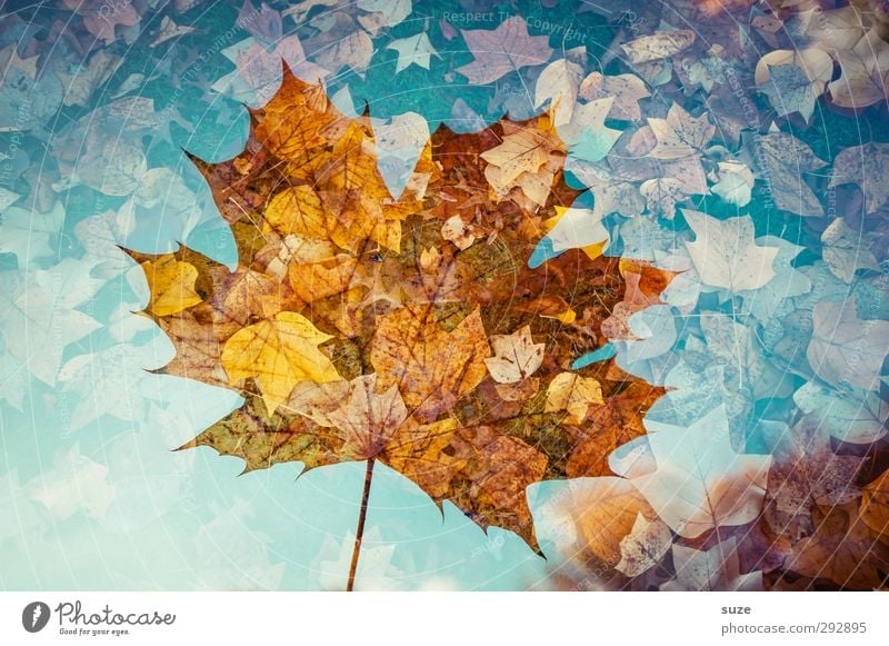 Durchscheinbar Umwelt Natur Pflanze Herbst Wetter Schönes Wetter Blatt ästhetisch außergewöhnlich fantastisch nachhaltig schön Kreativität Vergänglichkeit