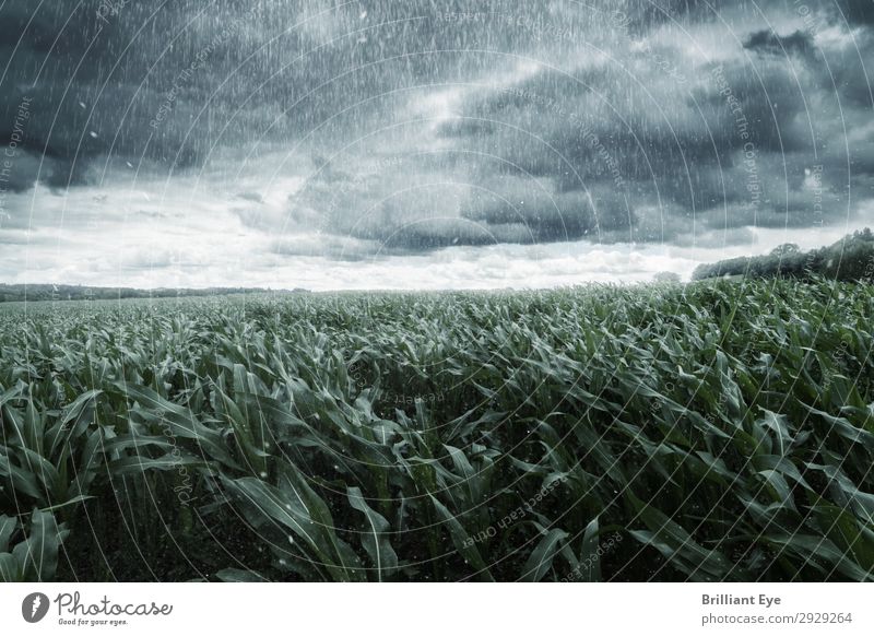 Sturm in Sicht Natur Pflanze Gewitterwolken Horizont Sommer Unwetter Wind Regen Nutzpflanze Maisfeld Feld bedrohlich gruselig kalt rebellisch Stimmung Macht