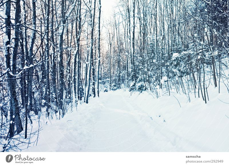 Winterwald Ferien & Urlaub & Reisen Ausflug Schnee Winterurlaub wandern Umwelt Natur Landschaft Pflanze Klima Klimawandel Wetter Eis Frost Wald Wege & Pfade