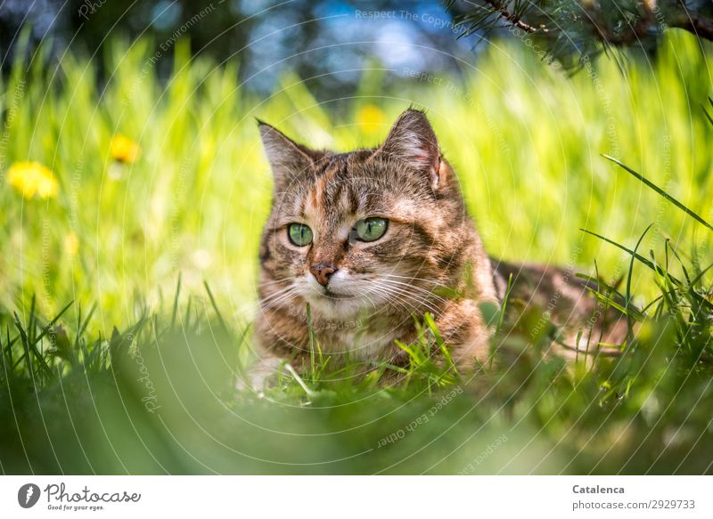 herausragend | Katzenkopf im hohem Gras Natur Pflanze Tier Himmel Frühling Schönes Wetter Blume Blatt Blüte Löwenzahn Garten Wiese Haustier 1 beobachten liegen