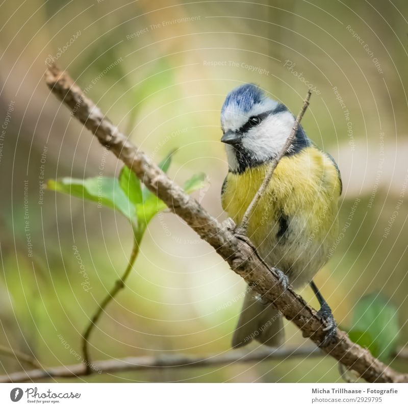 Neugierige Blaumeise Natur Tier Sonnenlicht Schönes Wetter Baum Blatt Wildtier Vogel Tiergesicht Flügel Krallen Meisen Schnabel Auge Feder gefiedert 1