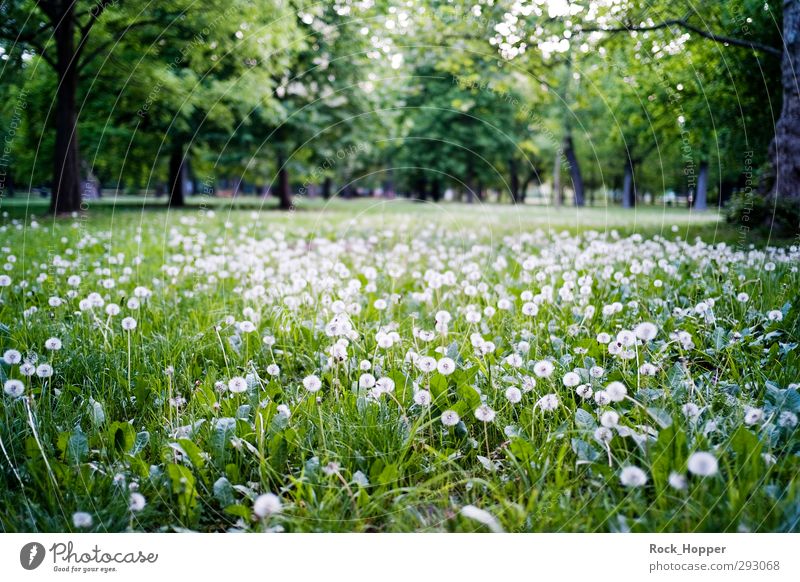 Pustewiese Erholung ruhig Ausflug Umwelt Natur Landschaft Pflanze Baum Blume Gras Löwenzahn Park Wiese Wien Österreich Vergnügungspark braun grün weiß Farbfoto