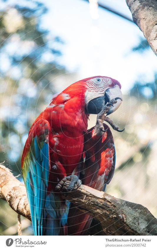 Ara Tier 1 blau grün rot weiß Papageienvogel Auge Flügel Feder Krallen Reinigen Fliege ästhetisch klug Farbfoto Außenaufnahme Textfreiraum oben Tag