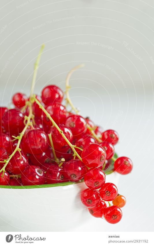 Rote Johannisbeeren Frucht Bioprodukte Vegetarische Ernährung Diät Fingerfood Schalen & Schüsseln Sommer Herbst frisch Gesundheit lecker sauer süß grün rot weiß