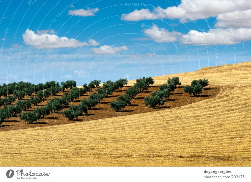 Ölbäume in einer Reihe anordnen. Bepflanzung und bewölkter Himmel Gemüse Frucht Garten Kultur Natur Landschaft Pflanze Erde Baum Blatt alt natürlich braun grün