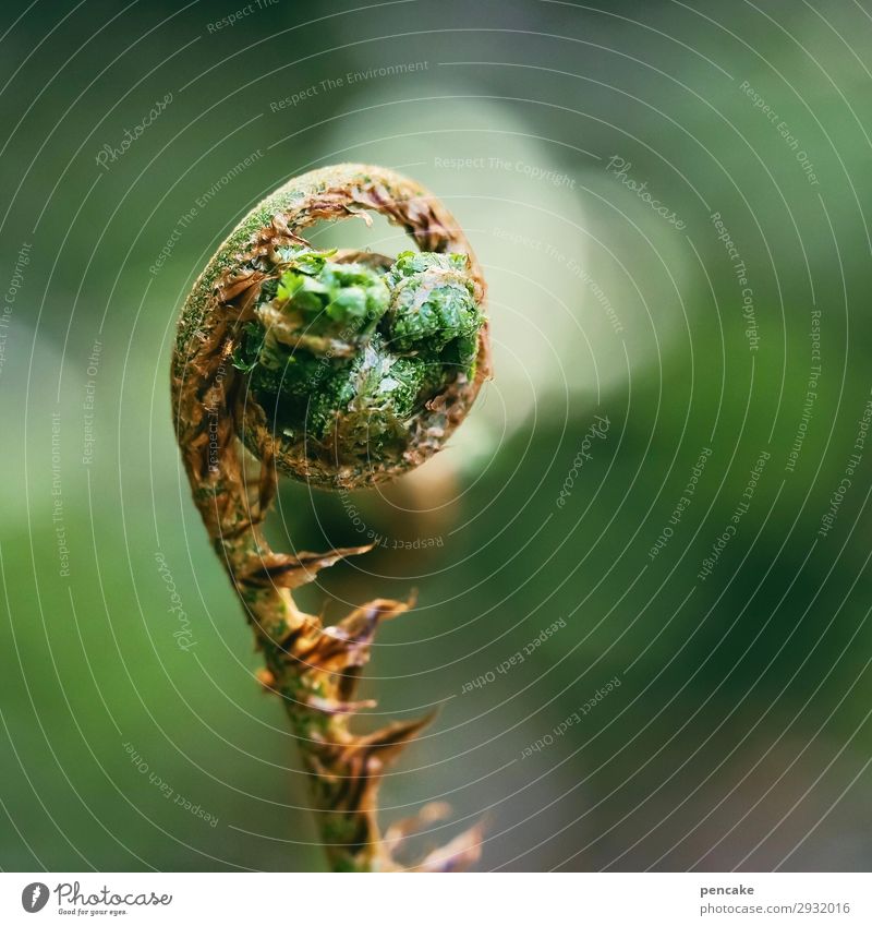 sag zum abschied leise ‚servus‘ Natur Pflanze Urelemente Frühling Farn Wald Gelassenheit ruhig demütig Spirale Unschärfe entfalten Farbfoto Außenaufnahme Licht