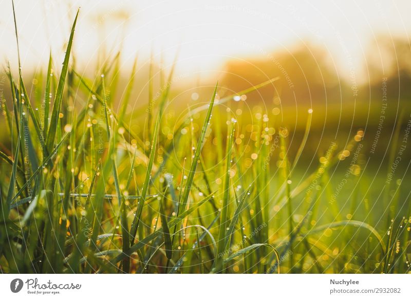 Schönes grünes Gras am Morgen mit Taufwasser schön Sommer Sonne Garten Tapete Gartenarbeit Umwelt Natur Landschaft Pflanze Frühling Wärme Baum Blatt Wiese