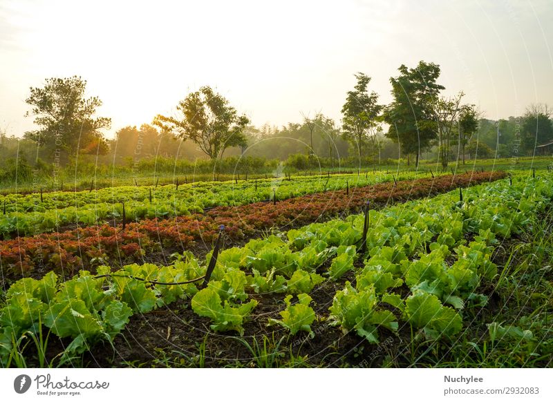 Landschaft des Bio-Gemüseanbaus Bauernhofes Sommer Garten Natur Pflanze Blatt Wachstum außergewöhnlich frisch natürlich grün rot Schonung Salat produzieren