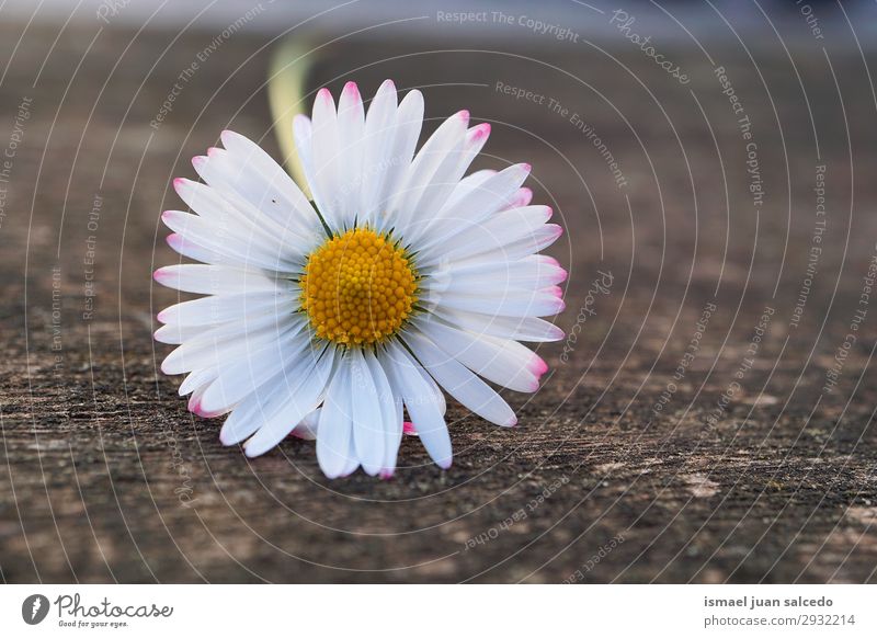 weiße Gänseblümchenblume in der Natur im Sommer Korbblütengewächs Blume Blütenblatt Pflanze Garten geblümt Dekoration & Verzierung Romantik Beautyfotografie