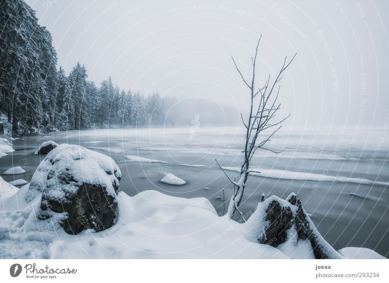Er kommt wieder Natur Landschaft Himmel Winter schlechtes Wetter Eis Frost Schnee Pflanze Baum Seeufer Mummelsee kalt blau schwarz weiß Idylle Farbfoto