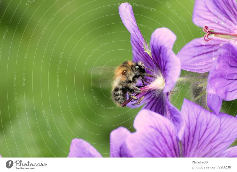 Von Bienchen und Blümchen Natur Pflanze Blüte 1 Tier Arbeit & Erwerbstätigkeit Biene fleißig ansammeln Honigbiene violett Sommer Farbfoto Außenaufnahme