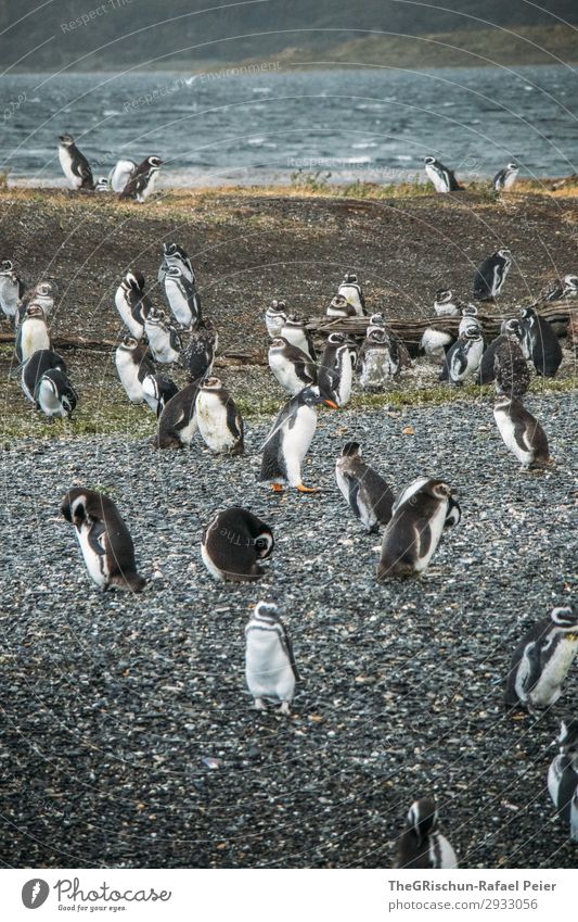 Pinguine Tier Tiergruppe schwarz weiß Vogelkolonie Stein rau Schwimmsport stolzieren tollpatschig watscheln Wasser Meer Südamerika Argentinien Farbfoto