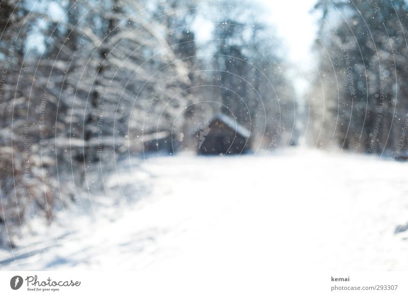 Eis in der Luft Umwelt Natur Landschaft Winter Schönes Wetter Frost Schnee Schneefall Baum Nutzpflanze Wildpflanze Wald Hütte Wege & Pfade hell kalt ruhig