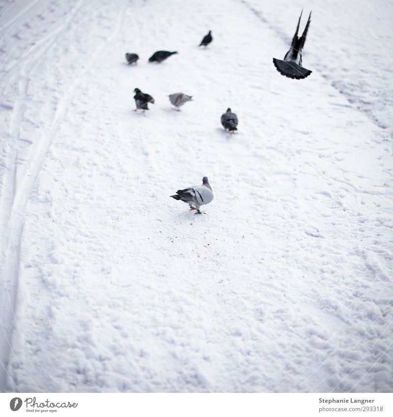 Abflug Umwelt Winter Schnee Park Menschenleer Tier Taube Flügel Schwarm fliegen frieren weiß Zufriedenheit ruhig photocase Gedeckte Farben Außenaufnahme