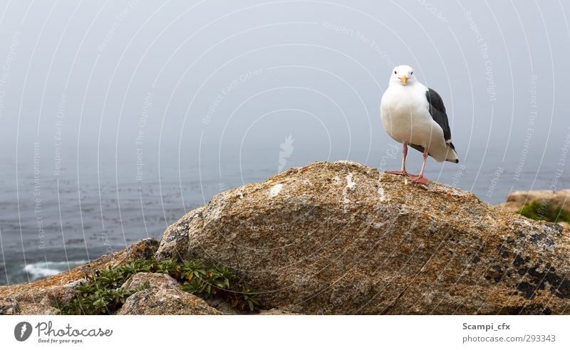Möwe an der Küste Bucht Meer Tier Wildtier Vogel 1 beobachten fliegen frei Unendlichkeit natürlich positiv Zufriedenheit Optimismus Willensstärke Mut ruhig