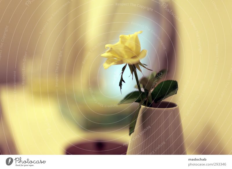 Durch die gelbe Brille - Rose in Vase romantisch Valentinstag Lifestyle elegant Stil schön Wellness harmonisch Wohlgefühl Zufriedenheit Sinnesorgane Erholung