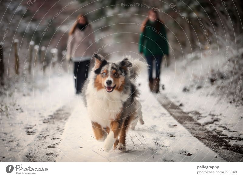 Der beste Freund des Menschen (2) feminin Junge Frau Jugendliche Erwachsene 18-30 Jahre Natur Winter Schnee Wald Tier Haustier Hund Freude Glück Fröhlichkeit