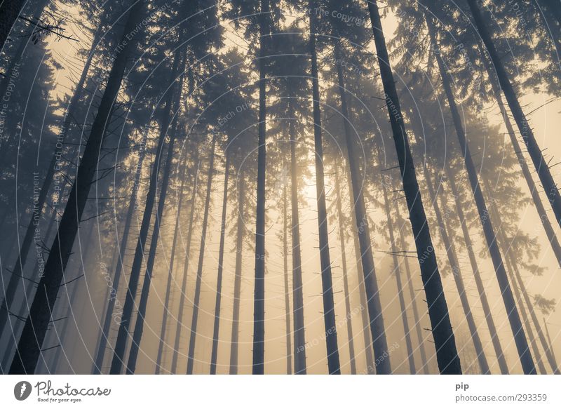 hochnebel Herbst Winter schlechtes Wetter Nebel Baum Fichtenwald Tanne Nadelwald Baumstamm Ast Wald braun gelb Natur Umwelt Froschperspektive oben Dunst