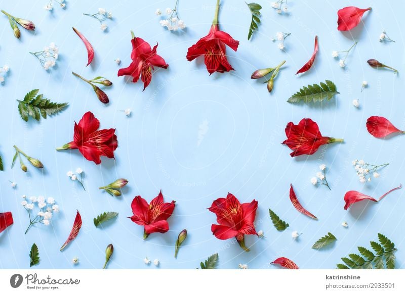 Blumen auf hellblauem Hintergrund Design Dekoration & Verzierung Valentinstag Muttertag Hochzeit Frau Erwachsene oben rot Kreativität romantisch hell-blau
