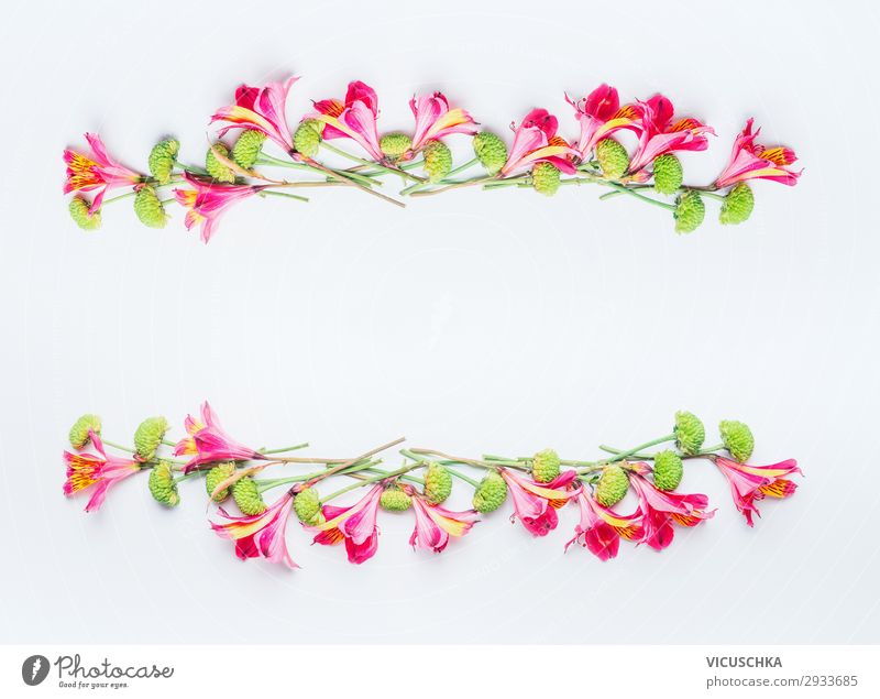 Tropische exotische Blumen Rahmen auf weiß Stil Design Sommer Feste & Feiern Natur Pflanze Frühling Blüte Dekoration & Verzierung Blumenstrauß Fahne trendy rosa