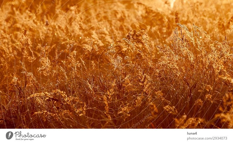Gräser bei Sonnenaufgang ruhig Umwelt Natur Landschaft Herbst Wetter Gras Wiese Feld gelb rot Stimmung Romantik Idylle Atmosphäre abgelegen Brandenburg