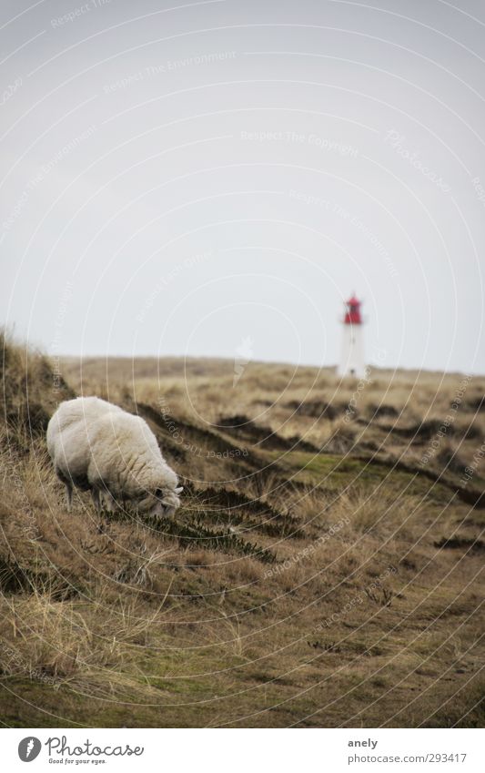 Winter auf Sylt Natur Landschaft Wiese Nordsee Insel Nutztier Schaf 1 Tier Leuchtturm Zufriedenheit Einsamkeit Erholung Gelassenheit Idylle ruhig Fressen