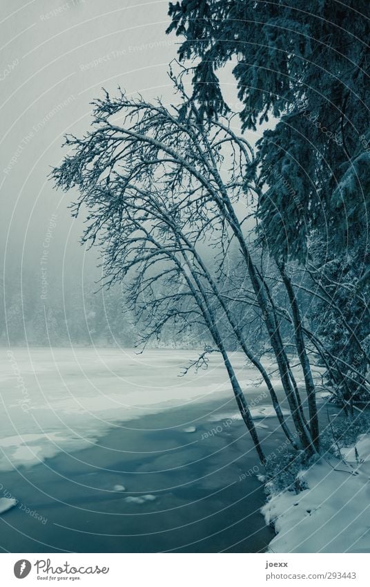 Kein Pardon Natur Landschaft Wolken Winter Wetter schlechtes Wetter Nebel Eis Frost Schnee Wald Seeufer Mummelsee Schwarzwald kalt blau schwarz weiß Farbfoto
