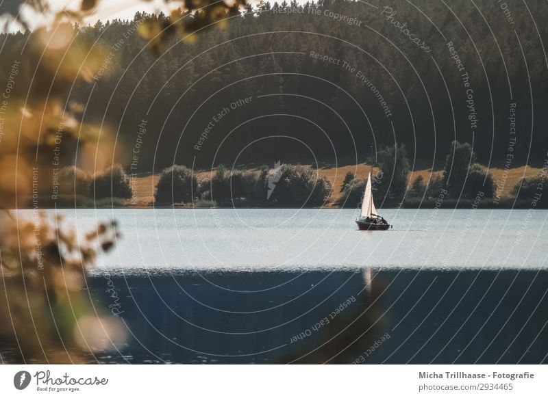 Kleines Segelboot auf dem See Freizeit & Hobby Ferien & Urlaub & Reisen Wassersport Segeln Umwelt Natur Landschaft Sonnenlicht Baum Blatt Wald Erholung glänzend