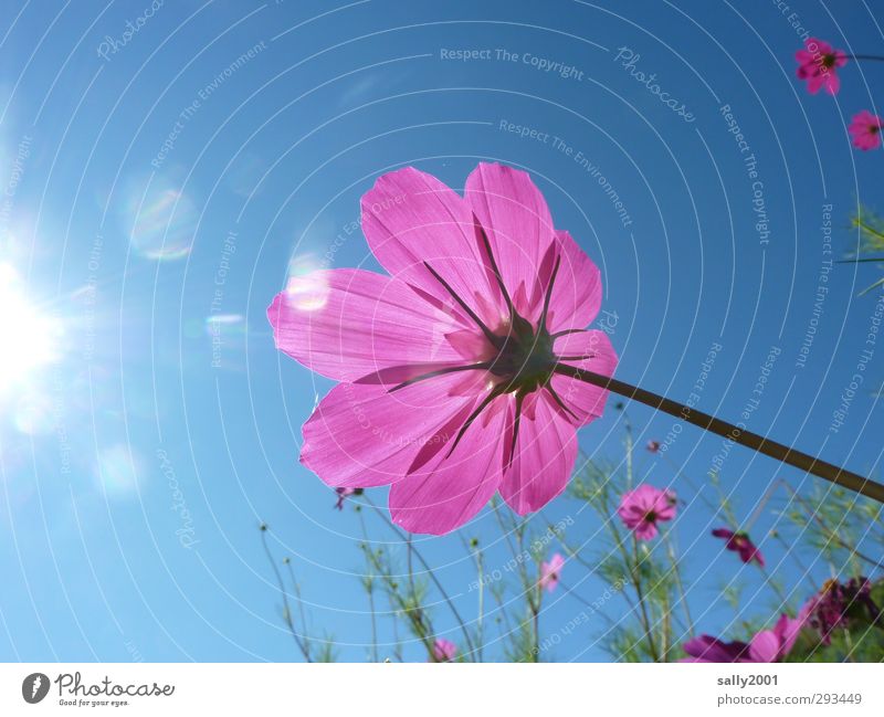 SOMMER!!!!!!!!! Natur Pflanze Himmel Wolkenloser Himmel Sonne Sonnenlicht Sommer Schönes Wetter Blume Blüte Schmuckkörbchen Park Wiese berühren Blühend leuchten