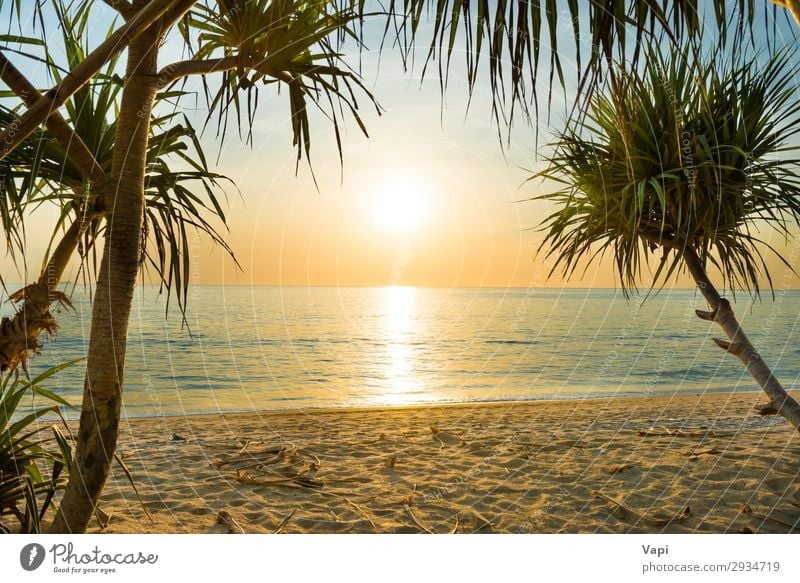 Sonnenuntergang am tropischen Strand mit Palmen exotisch schön Ferien & Urlaub & Reisen Sommer Sommerurlaub Sonnenbad Meer Insel Natur Landschaft Sand Wasser