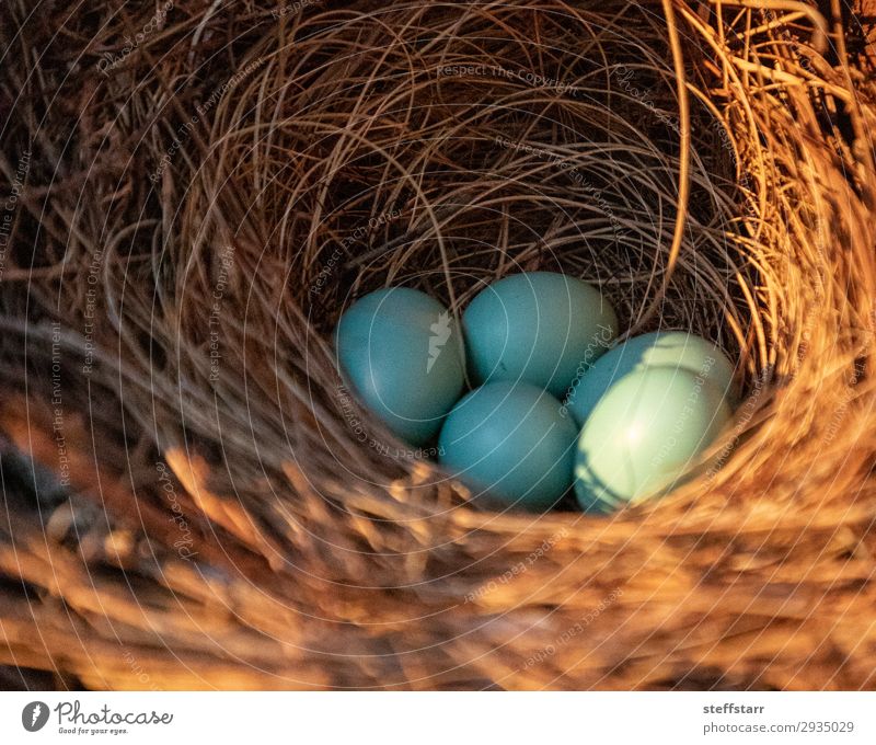 Blaue Eier eines östlichen Blauvogels Natur Tier Vogel Tierjunges blau braun Rotkehl-Hüttensänger Blaukehlchen blauer Vogel Drossel Sialia sialis Nestbau