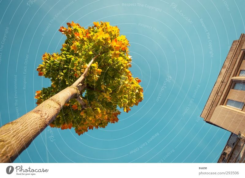 Krönchen am Eck Umwelt Natur Pflanze Himmel Wolkenloser Himmel Herbst Klima Wetter Schönes Wetter Baum Haus Gebäude Fassade ästhetisch groß hoch schön Stadt